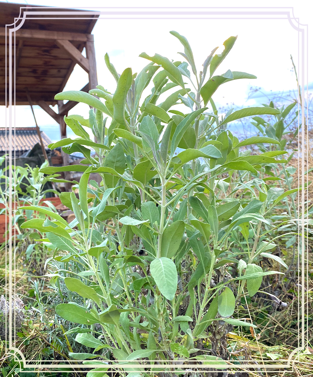 umufarm ホワイトセージのドライハーブ お香付き